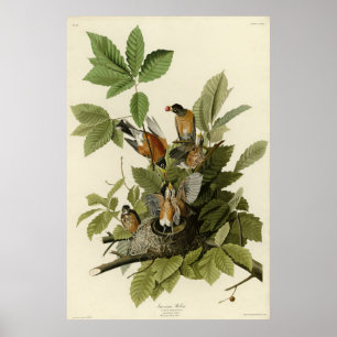 Poster American Robin from Audubon's Birds of America