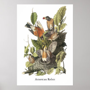 Poster American Robin, John Audubon Imprimer