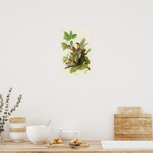 Poster American Robin John James Audubon Oiseaux d'Amériq (Cuisine)