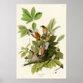 Poster American Robin John James Audubon Oiseaux d'Amériq (Devant)