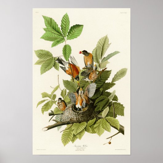 Poster American Robin John James Audubon Oiseaux d'Amériq (Devant)