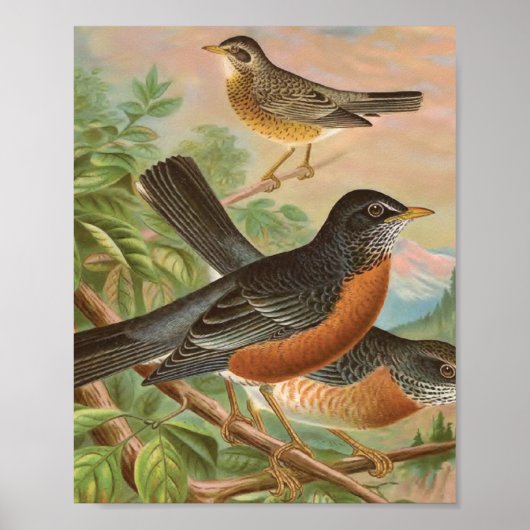 Poster American Robin Vintage Bird Illustration (Devant)