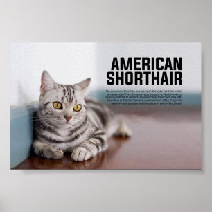 Poster American Shorthair Cat Breed