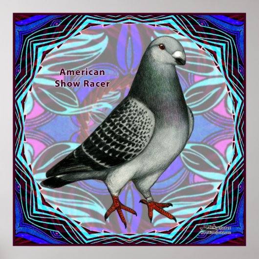 Poster American Show Racer (Devant)