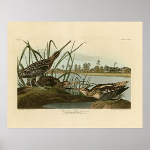 Poster American Snipe (Wilson) Audubon's Birds of America