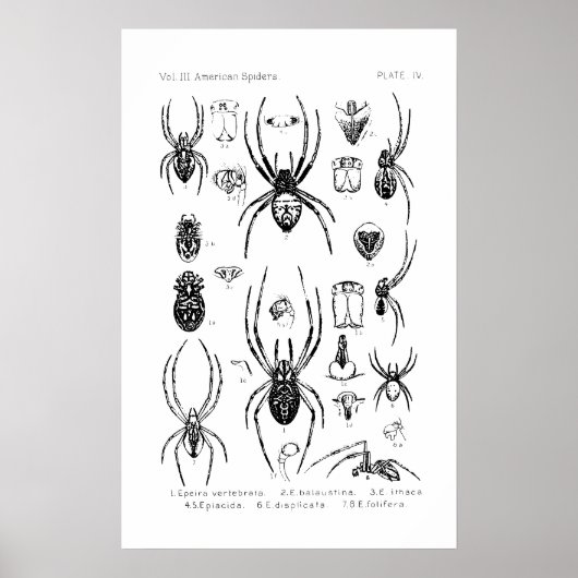Poster - American Spiders (Devant)