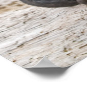 Poster American Staffordshire Terrier - Art (Coin)