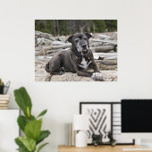 Poster American Staffordshire Terrier - Art (Bureau à domicile)