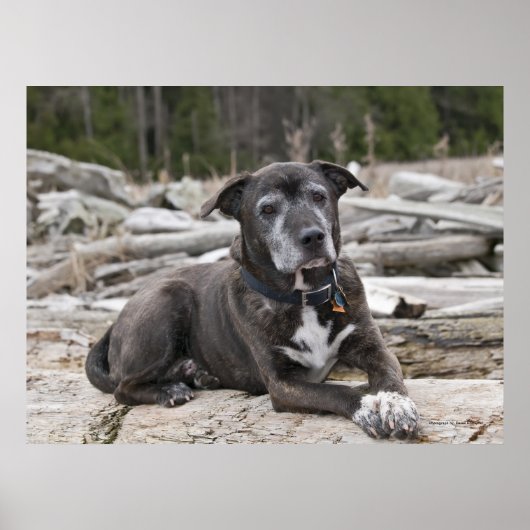 Poster American Staffordshire Terrier - Art (Devant)