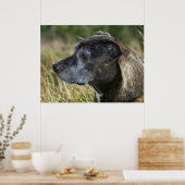Poster American Staffordshire Terrier Prints (Cuisine)