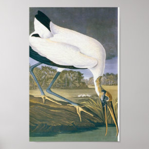 Poster American Stork par John James Audubon