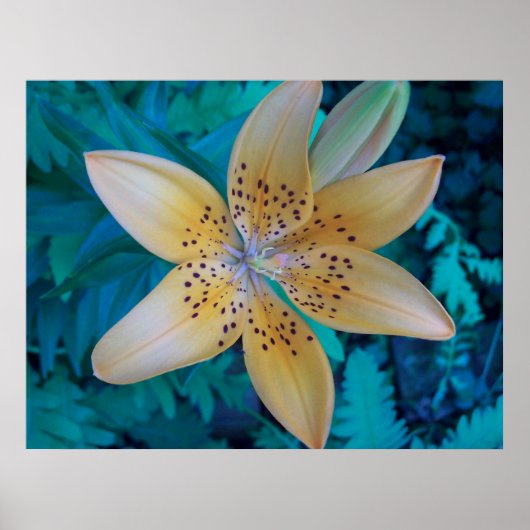 Poster American Tiger Lily (Devant)