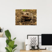 Poster American Toad (Bureau à domicile)