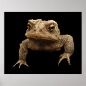 Poster American Toad (Devant)