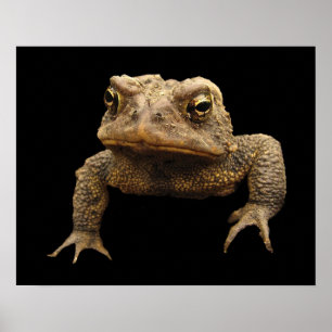 Poster American Toad