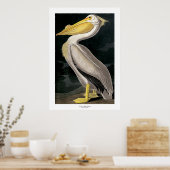 Poster American White Pelican par John James Audubon (Cuisine)