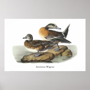 Poster American Wigeon, John Audubon
