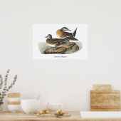 Poster American Wigeon, John Audubon (Cuisine)