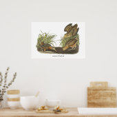 Poster American Woodcock, John Audubon Imprimer (Cuisine)