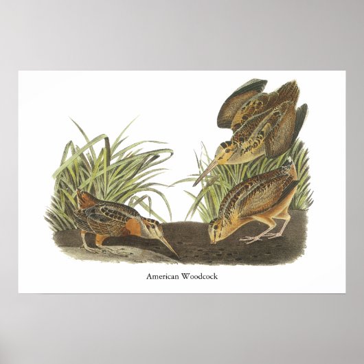 Poster American Woodcock, John Audubon Imprimer (Devant)