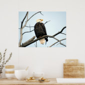 Poster Amerikaanse Bald Eagle (Keuken)
