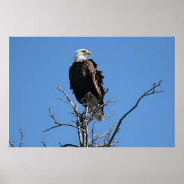 Poster Amerikaanse Bald Eagle