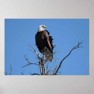 Poster Amerikaanse Bald Eagle