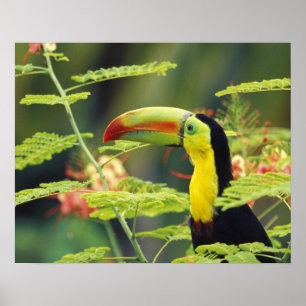 Poster Amérique centrale, Honduras. Toucan à bec caréné