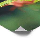 Poster Amérique centrale, Honduras. Toucan à prix Keel (Coin)