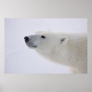 Poster Amérique du Nord, Canada, Manitoba, Churchill. 7