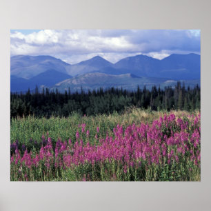 Poster Amérique du Nord, Canada, Yukon. Floraison d'épilo