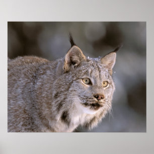 Poster Amérique du Nord, États-Unis, Alaska, Haines. Lynx
