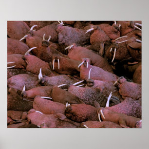 Poster Amérique du Nord, États-Unis, Alaska, Yukon Delta 