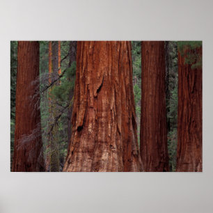 Poster Amérique du Nord, États-Unis, Californie, Parc nat