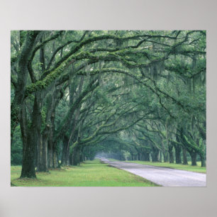 Poster Amérique du Nord, États-Unis, Géorgie, Savannah,