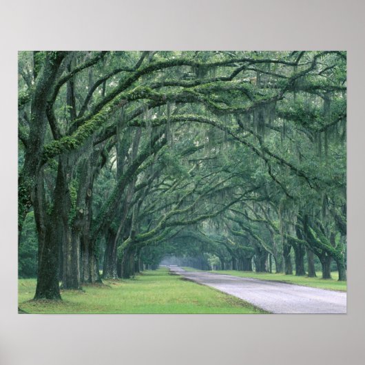 Poster Amérique du Nord, États-Unis, Géorgie, Savannah, (Devant)