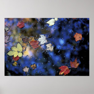 Poster Amérique du Nord, États-Unis, NH, Feuilles dans un