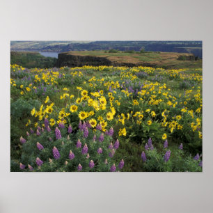 Poster Amérique du Nord, États-Unis, Oregon, fleuve Colum