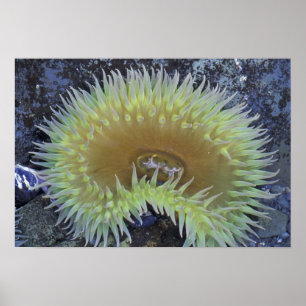 Poster Amérique du Nord, États-Unis, Washington, Jeux oly