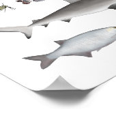 Poster Amérique du Nord Groupe de poissons d'eau douce (Coin)