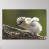 Poster Amérique du Nord, Northwestern Hawaiian Islands, 2 (Devant)