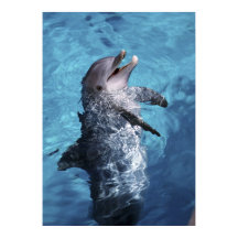 Amérique du Nord, USA, Hawaï. Dauphin