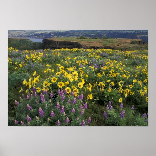 Poster Amérique du Nord, USA, Oregon, Columbia River (Devant)