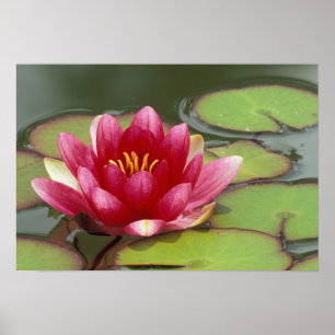 Poster Amérique du Nord, USA, WA, Seattle, Woodland Park