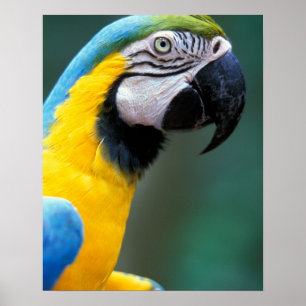 Poster Amérique du Sud, Brésil, Iguacu National Park,