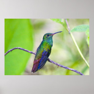 Poster Amérique du Sud, Costa Rica, Sarapiqui, La Selva