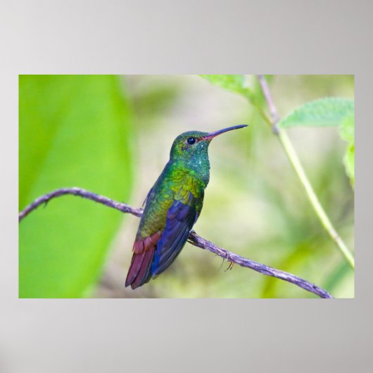 Poster Amérique du Sud, Costa Rica, Sarapiqui, La Selva (Devant)