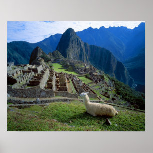 Poster Amérique du Sud, Pérou. Un lama repose sur une col