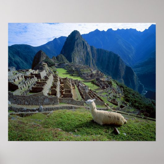 Poster Amérique du Sud, Pérou. Un lama se repose sur une (Devant)