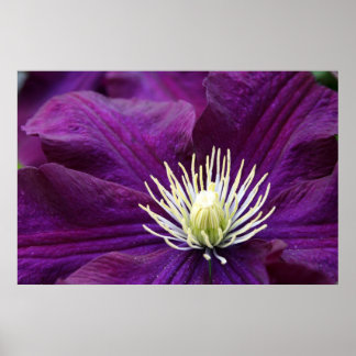 Poster Amethyst Clematis
